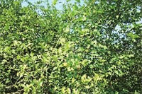 KKPAY钱包,油茶莳植生产加工销售,植物油莳植生产加工销售