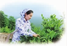 KKPAY钱包,油茶莳植生产加工销售,植物油莳植生产加工销售